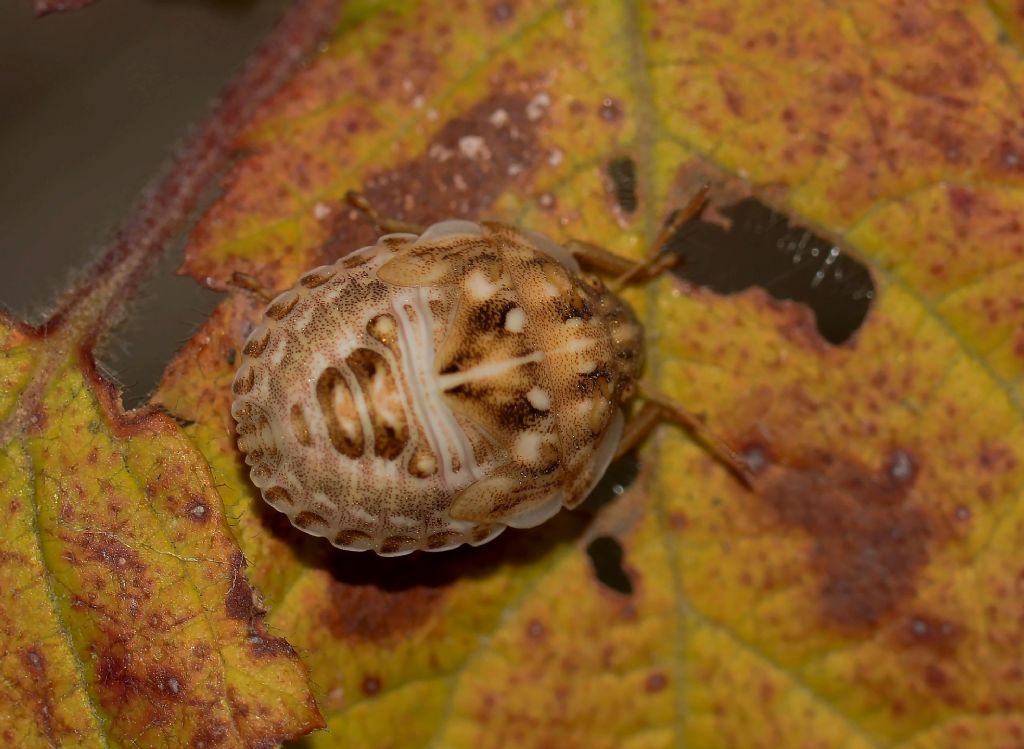 Neanide di Eurygaster sp. (Scutelleridae)